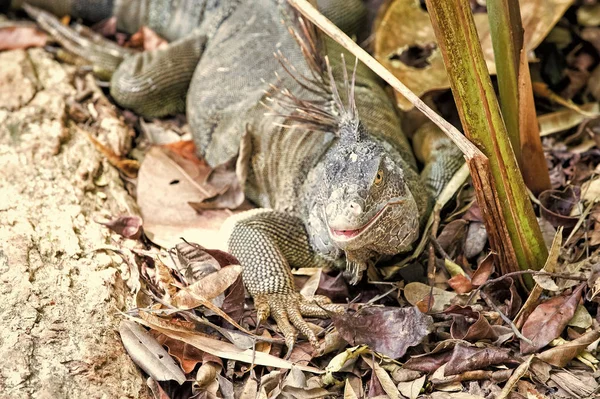 Große Eidechse bei roatan honduras. Wildtiere in natürlicher Umgebung. Artenschutzkonzept. faule Eidechse entspannender sonniger Tag. atemberaubende Natur der Honduras. tropisches Reptil. Eidechsenleguan in freier Wildbahn — Stockfoto