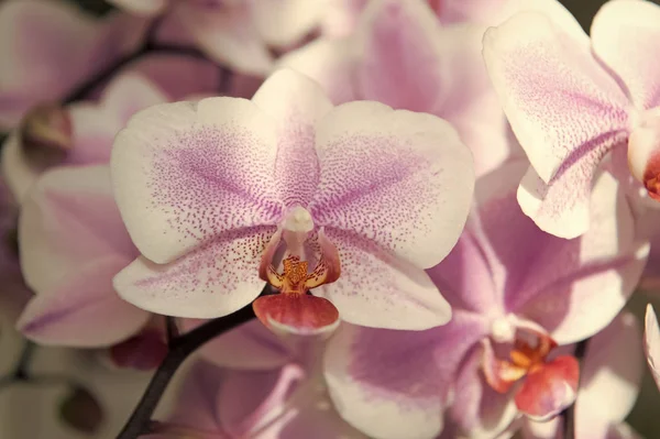 orchid. tender lilac and white orchid flower. purple orchid background. spring and summer flowers. gardening. floral background. flower shop concept. freshness and beauty. spa salon