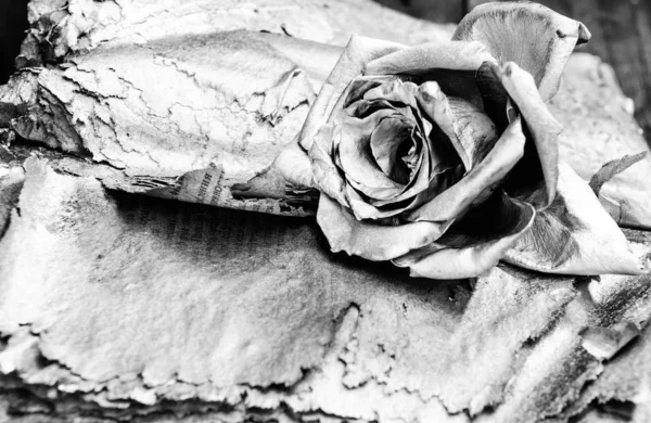 Fiore rosa argento. ricchezza e ricchezza. attività di floristica. Vintage. lusso e successo. arredamento antico metallizzato. bellezza grunge. Stagione autunnale — Foto Stock