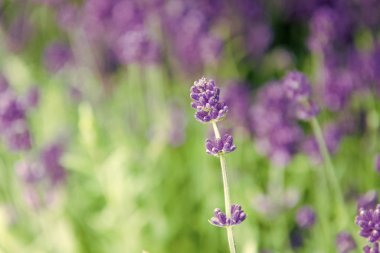 Çiçek açarlar. Lavantalar doğal ortamda çiçek açar. Güneşli bir günde mor çiçek açar. Çiçek yazın açar. Gelişme zamanı.