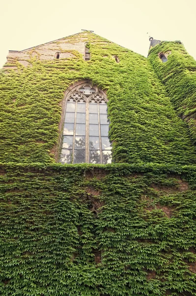 Cultivar hiedra u otros escaladores hasta la pared del edificio puede tener muchos beneficios. Hojas verdes de superficie con ventanas. Decorado con hiedra. Pared de hiedra verde. Decoraciones naturales. Planta de hiedra en la pared del edificio — Foto de Stock