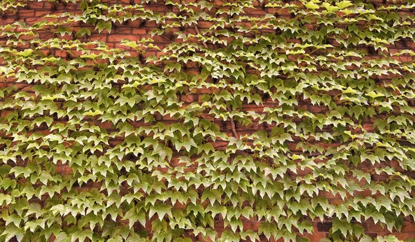 Nádherná přírodní výzdoba. Creeper listí na červených cihel pozadí. Zelené listí na zdi. Lezecké listy. Vinná réva roste v létě. Lezecká stěna. Letní příroda — Stock fotografie