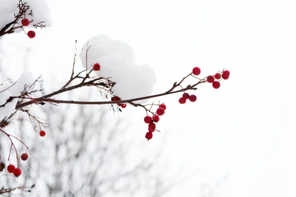 Mrożone jedzenie. Kontrola klimatu. Jagody sezonowe. Świąteczna gałązka jagód. Gromadka jagód głogu. Rowanberry w śniegu. Jagody czerwonego popiołu w śniegu. Zimowe tło. Mrożone czerwone jagody — Zdjęcie stockowe