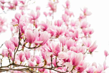 Botanik bahçesi konsepti. Aroma ve parfüm. Bahar sezonu. Botanik ve bahçe işleri. Manolya dalı. Manolya çiçekleri. Magnolia çiçekleri yakın plan. Yumuşak bir çiçek. Çiçek arkaplanı