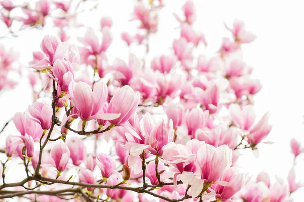 Botanischer Garten. Aroma und Duft. Frühlingszeit. Botanik und Gartenarbeit. Magnolienzweig. Magnolienblüten. Magnolienblüten Hintergrund aus nächster Nähe. zarte Blüte. Florale Kulisse — Stockfoto