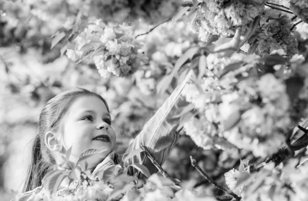 Užívejte si vůně něžného kvete slunečného dne. Koncept sakurské květiny. Nádherná květinová krása. Pozadí s třešňovou květinou. Kvetoucí strom Sakura. Park a zahrada. Malá holčička v květinové rozkvětu — Stock fotografie