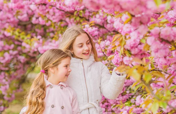 Los niños disfrutan de la primavera. Chicas posando cerca de Sakura. Perdido en flor. Niños sobre flores rosadas de sakura fondo de árbol. Niños disfrutando de sakura de flor de cerezo. Concepto botánico. Flores suaves nubes rosadas — Foto de Stock