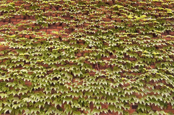 Vegetativní kryt může izolovat a ochladit budovu. Ivy rostlina na zdi. Zelené listy na povrchu. Zelená břečťanová zeď. Rostoucí břečťan nebo jiní horolezci nahoru zeď může mít mnoho výhod — Stock fotografie