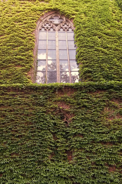 Het kweken van klimop of andere klimmers op de bouw muur kan veel voordelen hebben. Natuurlijke decoraties. Ivy plant op de muur van het gebouw. Groene bladeren oppervlak met Windows. Versierd met klimop. Groene klimop muur — Stockfoto