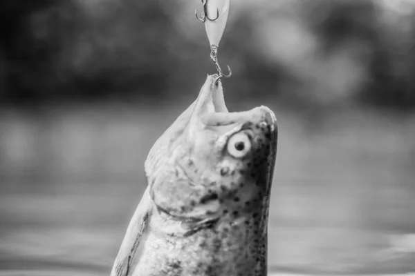 Fish trout caught in freshwater. Bait spoon line fishing accessories. Fish in trap close up. Victim of poaching. Save nature. On hook. Silence concept. Fish open mouth hang on hook. fishing equipment — Stock Photo, Image