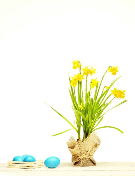 Tradicional Páscoa azul ovos, primavera amarelo narciso flor — Fotografia de Stock