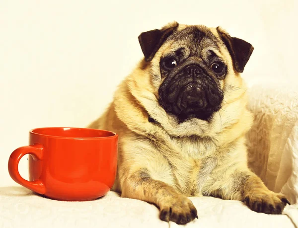 Χαριτωμένο σκυλάκι με κόκκινη κούπα — Φωτογραφία Αρχείου