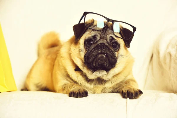 Lindo perrito con gafas —  Fotos de Stock