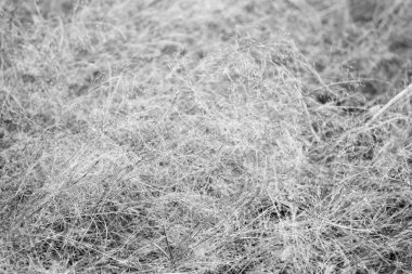 Sonbahar geliyor. Kuru çiviler güneşli bir sonbahar günü kapanıyor. Bitki çeşitliliği. Dirençli iklim koşulları yaratıyor. Dikenler tarlada yetişir. Tarla ya da vadi bitkisi. Dikenli bitki türü.