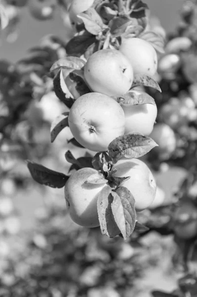 Φθινοπωρινή. Κηπουρική και συγκομιδή. Ώρα για συγκομιδή. Βιολογική καλλιέργεια μήλων αγρόκτημα ή κήπος. Φθινοπωρινή συγκομιδή. Η ιδέα της συγκομιδής. Μήλα ώριμα φρούτα στο φόντο του ουρανού υποκατάστημα ηλιόλουστη μέρα — Φωτογραφία Αρχείου