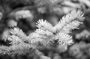 Winter is coming. Branches of pine spruce close up. Coniferous evergreen spruce tree. Symbolizing immortality and eternal life. Spruce or conifer plant. Spruce fir or needles on natural background clipart