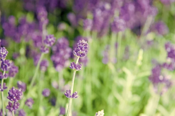 Lavanda tenra flores violetas. Campo de lavanda. Jardinagem plantar plantas e botânica. Loja de flores. A cultivar lavanda. Feche arbustos da bela lavanda. Conceito de flores aromáticas. Estilo Provence — Fotografia de Stock