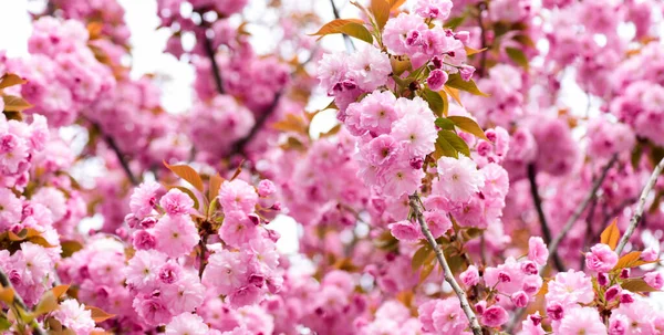 Sakura çiçekleri. Arka plandaki Sakura çiçekleri yakın plan. Çiçek arkaplanı. Botanik bahçesi konsepti. Yumuşak bir çiçek. Aroma ve parfüm. Bahar sezonu. Şefkat. Bir dal sakura. Parfüm konsepti — Stok fotoğraf
