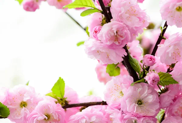 Sakura blooming tree., natural floral background. beautiful spring flowers. pink cherry tree flower. new life beginning. nature growth and waking up. womens day. mothers day holiday. Time to relax — Stock Photo, Image