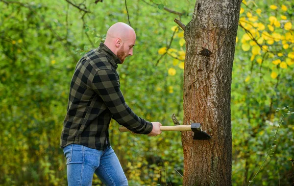 Árbol de corte hipster barbudo. hombre camisa a cuadros utilizar hacha. macho brutal y atractivo en el bosque. poder y fuerza. leñador llevar hacha. trabajador leñador calvo. en vivo en Rancho. concepto de masculinidad — Foto de Stock