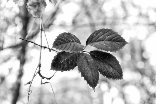 Rode blad. De herfst is er al. Levendige bladeren close-up. Herfst achtergrond. Tak verlaat. Bloemmotief ontwerp. Heldere herfst seizoen. Tot ziens in september. Waarom laat veranderen van kleur — Stockfoto