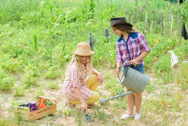 Sisters together helping at farm. Girls planting plants. Agriculture concept. Growing vegetables. Hope for nice harvest. Rustic children working in garden. Planting and watering. Planting vegetables — Stock Photo, Image