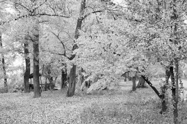 Het is oktober. Gele bladeren takken. Herfstseizoen. Heldere herfstbladeren. Herfst blad kleur fenomeen. Najaarsgebladerte concept. Natuur achtergrond. Foliage achtergrond kopieerruimte. Tuinpark — Stockfoto