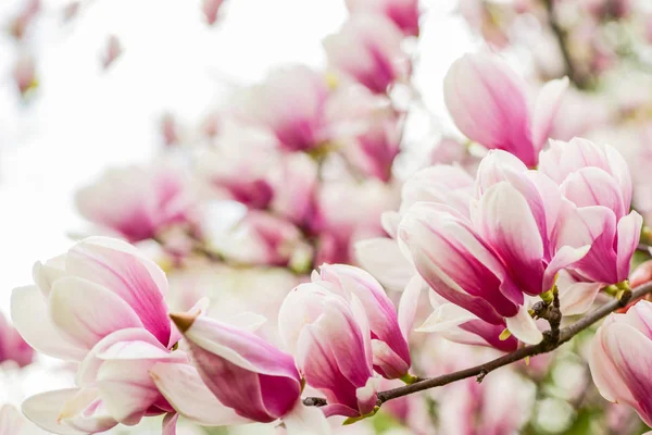 Witaj, Summer. magnolia kwitnące drzewo., naturalne tło kwiatowe. piękne wiosenne kwiaty. różowy kwiat magnolii. nowe życie się zaczyna. przyrost przyrody i budzenie się. Dzień kobiet. urlop macierzyński — Zdjęcie stockowe