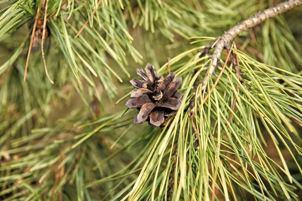 Christmas and holiday season. Pine or conifer plant closeup. Evergreen pine tree. Young pine needles on natural background. Branches of pine with cone — Stock Photo, Image
