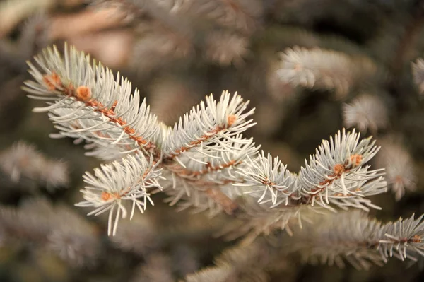 Winter is coming. Branches of pine spruce close up. Coniferous evergreen spruce tree. Symbolizing immortality and eternal life. Spruce or conifer plant. Spruce fir or needles on natural background — Stock Photo, Image