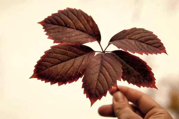 Tot ziens september. Waarom bladeren van kleur veranderen. Rood blad. De herfst is er al. Levendige bladeren van dichtbij. Najaarsachtergrond. Branch vertrekt. Bloemen patroon ontwerp. Helder herfstseizoen — Stockfoto