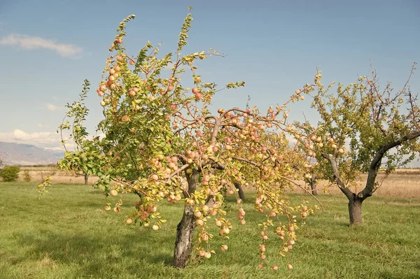 Alma termés. Almafák. Gyümölcsfák nőnek az almakertben. Nyári vagy őszi alma. Betakarítási időszak. Kertészkedés és mezőgazdaság. Természetes táplálkozás. biogazdálkodás — Stock Fotó