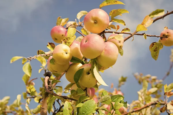 Abundant crop of apples. Apple tree branch with apples on blue sky. Apples grow in sunlight on tree. Apples in summer or autumn. Harvest season. Agriculture and farming. Organic and natural fruit