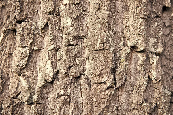 Duro e seco. Um tronco de árvore. Textura de casca de árvore. Fechar a cobertura do tronco de árvore. Árvore madura coberta de musgo. Planta lenhosa. Natureza florestal. Fundo natural — Fotografia de Stock