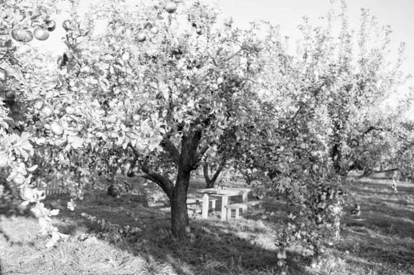 Kert a kertben. Gazdag betakarítási koncepció. Alma piros érett gyümölcsök ág ég háttér. Az almatermesztés őszi időszaka. Kertészkedés és aratás. Őszi almaszüret. Házi gyümölcsök — Stock Fotó