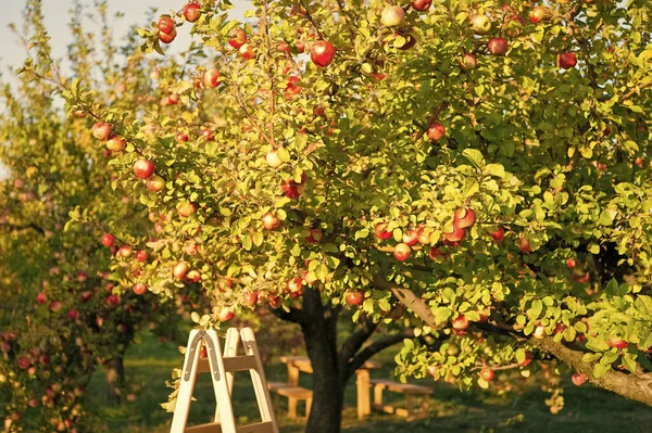 Appelboom op zonnige dag. Fruitboomgaard. Rijpe appels groeien aan de boom. Productie van fruitbomen. Appeltuin of boomgaard. Appelteelt en landbouw. Oogsttijd. Het oogstseizoen. Groenten en fruit — Stockfoto