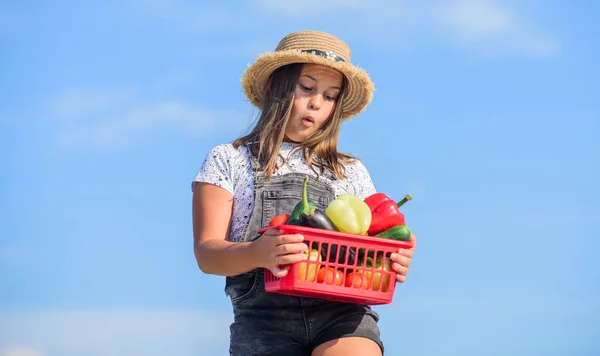 Ekin hasadı. Sepetteki sebzeler. Kız sevimli çocuk çiftçiliği. Hasat mevsimi. Doğal vitamin besin değeri. Çocuk arka planda hasat taşır. Ev yapımı sebzeler. Organik yiyecekler. Çiftlikte güneşli bir gün — Stok fotoğraf