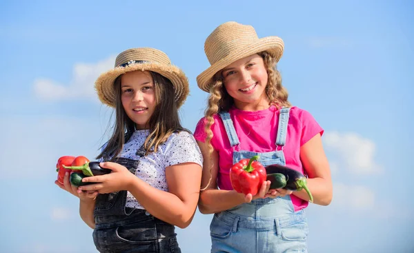 모자를 쓰고 농사를 짓는 귀여운 아이들. 아이들은 채소를 모읍니다. 집에서 재배 한 식품을 파는 개념이다. 채소 시장. 행복 한 자매들은 가족 농장에서 일 합니다. 천연 비타민 영양. 식육 야채 — 스톡 사진