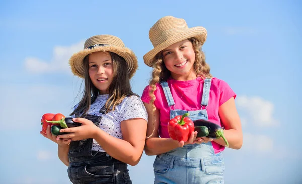 Meninas crianças bonitos em chapéus agricultura. Crianças a recolher vegetais. A vender comida caseira. Mercado de vegetais. As irmãs felizes trabalham na quinta da família. Nutrição vitamínica natural. Produtos hortícolas biológicos — Fotografia de Stock