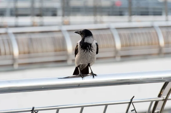 Living in urban jungles. Black crow sit railing searching food. Large urban crow pacing aluminum fence defocused background. Bird in big city. Symbol of bad luck and death. Symbolizes intelligence