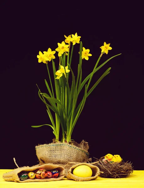 Jonquilles de couleur jaune poussant dans un pot à sacs — Photo