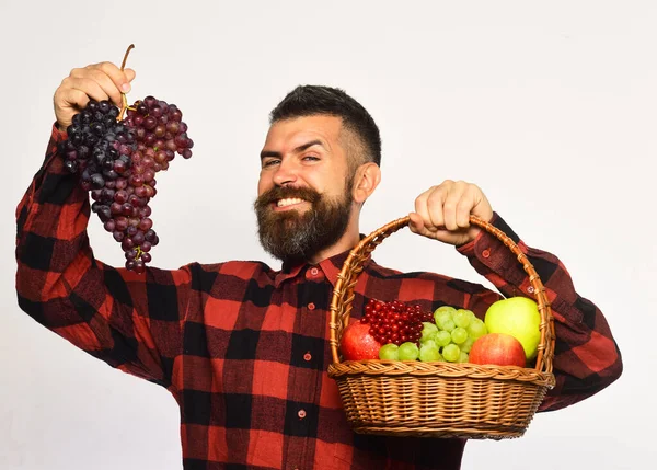 Αγρότης με χαρούμενο πρόσωπο παρουσιάζει μήλα, cranberries και ώριμα σταφύλια — Φωτογραφία Αρχείου