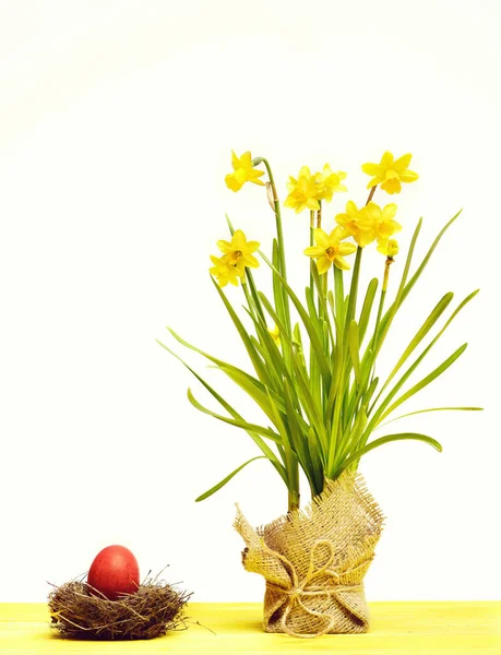 Narciso amarillo primavera, huevo de Pascua rojo aislado en blanco —  Fotos de Stock