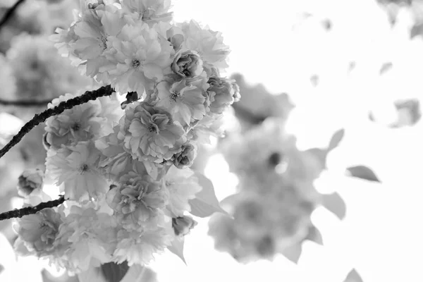 Přirozená krása. sakura kvetoucí strom., přírodní květinové pozadí. krásné jarní květiny. růžový květ třešně. nový život začíná. růst přírody a probouzení. Dámský den. Den matek dovolená — Stock fotografie