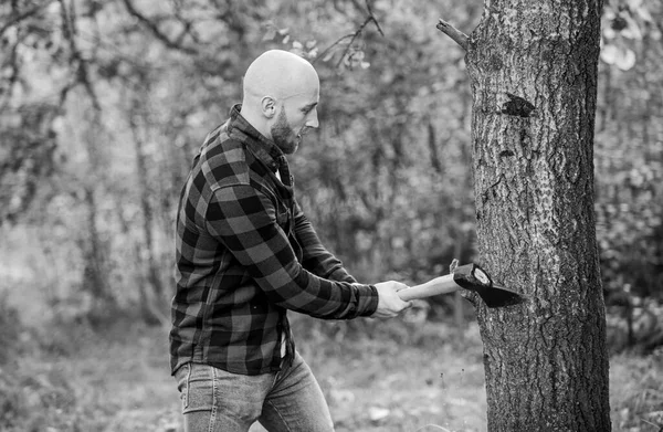 Man rutig skjorta använder yxa. Brutal hane i skogen. Makt och styrka. Skogshuggaren bär yxa. En skallig skogshuggare. Skörda ved. Vandra semester. Vandra i skogen. Skogsvård. Bestämning av mänsklig ande — Stockfoto