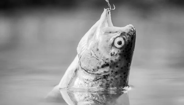 Fish in trap close up. fishing equipment. Bait spoon line fishing accessories. Victim of poaching. Save nature. On hook. Silence concept. Fish trout caught in freshwater. Fish open mouth hang on hook — Stock Photo, Image