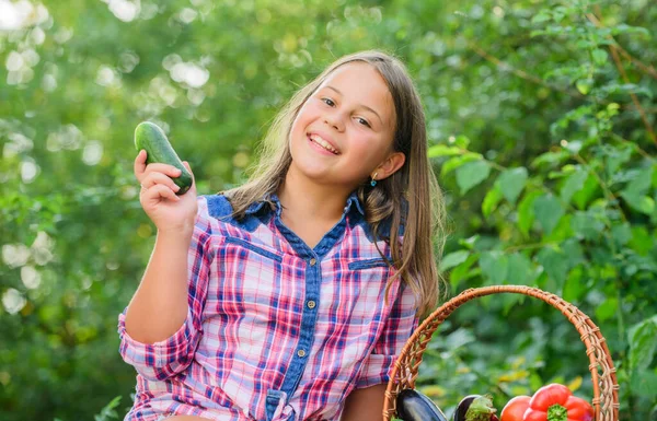 Yaz hasadı konsepti. Organik hasat. Sağlıklı beslen. Çocuk sebze topluyor. Sağlıklı bir yaşam tarzı. Sağlıklı ev yemeği konsepti. Güzel, gülümseyen bir kız sağlıklı bir hayat sürüyor. — Stok fotoğraf