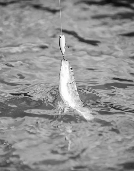 Hobby und sportliche Betätigung. Guter Fang. Fliegenfischen Forelle. Erholung und Freizeit im Freien. Stillstand und Hoffnungslosigkeit. In die Falle tappen. Fisch am Haken. Forellenköder. Fische fangen. Angeln am See — Stockfoto