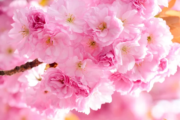 Kelembutan. Cabang sakura. Konsep parfum. Bunga Sakura. Sakura flowers on background close up. Latar belakang bunga. Konsep kebun raya. Tender mekar. Aroma dan wangi. Musim semi — Stok Foto