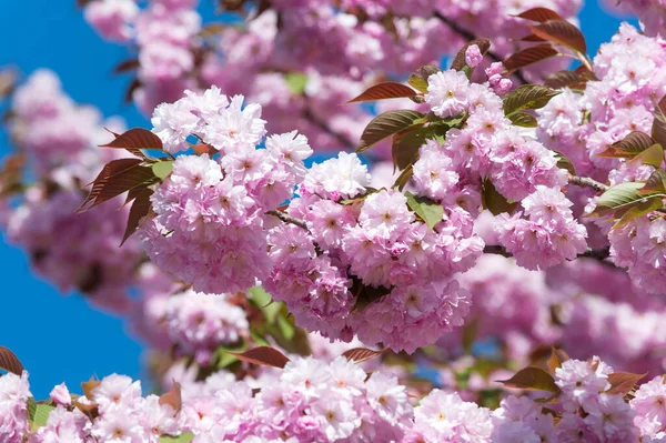 Özel Sıcak Tatil İndirim Teklifi için iyi. Kadınlar günü için tebrik kartı. Moda Terfi Eylemi. Romantik Sakura çiçeği. 8 Mart indirimi. Kayısı çiçeği çiçek açıyor. Bahar tasarımı Güneşli yaz günü — Stok fotoğraf